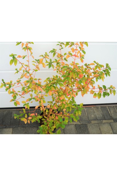 Дерен пурпурово- червоний Мідвінтер Фаєр в контейнері